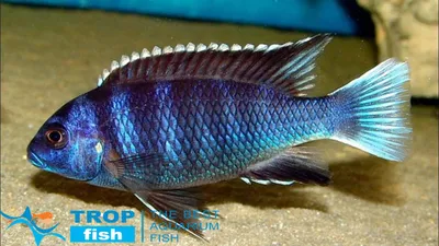 Псевдотрофеус белохвостый | Цихлиды Африки | Каталог | TropFish – здоровые  аквариумные рыбки оптом с быстрой доставкой по Украине.