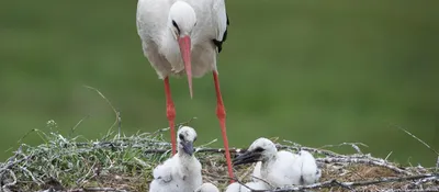 Как кормить птенца и ухаживать за маленькой дикой птицей. Сайт о животных.  PiLife