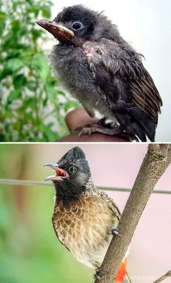 Как выглядят птенцы 57 разных видов птиц
