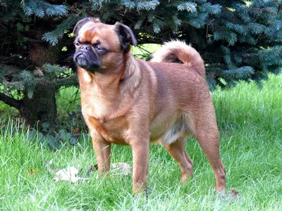 Косметика Bio-Groom для собак породы Пти-брабансон
