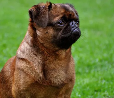 Гриффон собака гладкошерстная | Смотреть 42 фото бесплатно