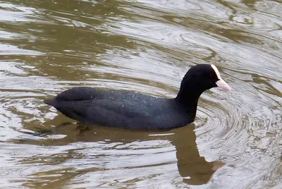 Нырок птица черная - 59 фото: смотреть онлайн