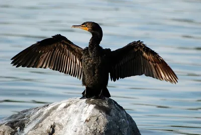 Черная птица на черном море - фото и картинки: 36 штук