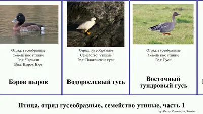 Красноносый нырок (Netta rufina). Птицы Европейской России.