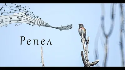 Репел / Коноплянка / певчие птицы / linnet - YouTube