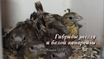 Птицы на балконе - Страница 4 - Дневники любителей певчих птиц - Форумы  Mybirds.ru - все о птицах