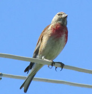 Певчая птица с красной грудкой - 87 фото