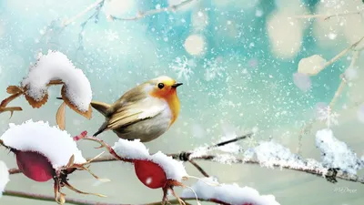 Птицы зимой фото