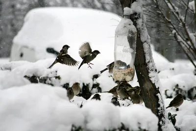 Синичкин день: чем можно кормить птиц зимой?