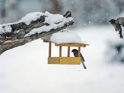 От нашего стола – вашему столу. Чем подкармливать птиц зимой? | Экология |  ОБЩЕСТВО | АиФ Урал