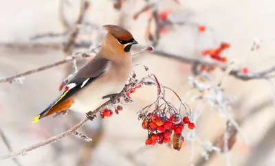 Птицы зимой в холодную погоду. Обычный красный Bullfinch ест ягоды в снегу.  Стоковое Изображение - изображение насчитывающей обще, цветасто: 174175671