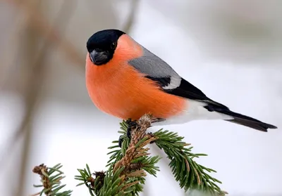 Как правильно кормить птиц зимой: 5 научных советов - Recycle