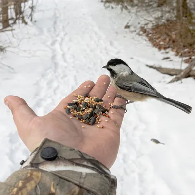 Чем подкармливать диких птичек зимой и как это правильно делать - читайте  на wikipet