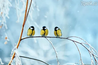 Кормление птиц зимой: как правильно и стоит ли?