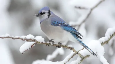 Покормите птиц зимой! | Заповедник \"Белогорье\"