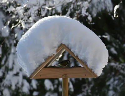 Фон зимующие птицы (50 лучших фото)