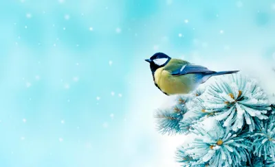 Птица на открытом воздухе зимой - обои на рабочий стол