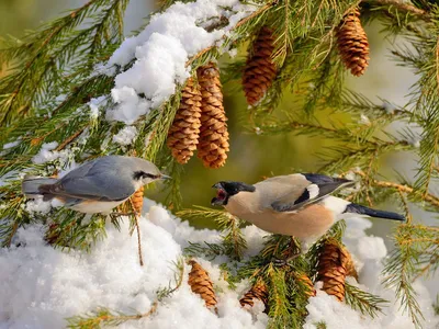 Птицы зимой в лесу - фото и картинки: 33 штук