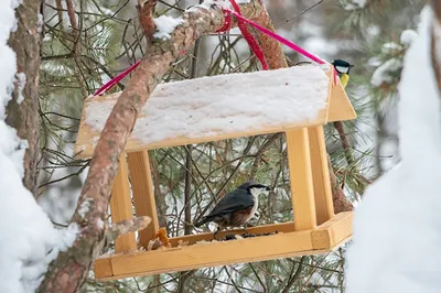 Рисунок Покормите птиц зимой! - «Стенгазеты и Плакаты» №220691