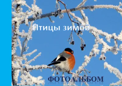 Птицы зимой - Международный Союз Русскоязычных Писателей - Page 1 - 42 |  Flip PDF Online | PubHTML5