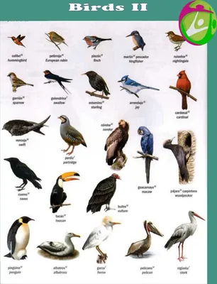 Птицы названия и фото