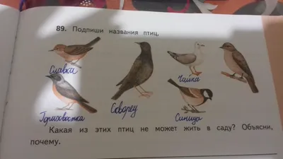 Подпиши названия птиц. Помогите пожалуйста - Школьные Знания.com