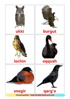 18 Бесплатных Карточек Дикие птицы на Узбекском | PDF