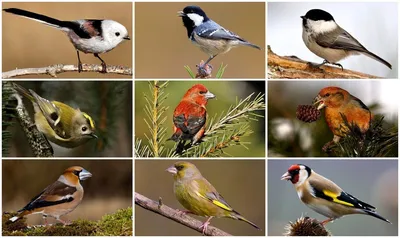 птицы россии фото и название: 10 тыс изображений найдено в Яндекс.Картинках  | Birds, Animals, Bird