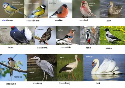Зёрнышко: Названия птиц по-эстонски (спасибо Юлии Жарковой )
