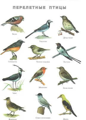 Картинки с названиями зимующих птиц (36 фото) ⋆ GifFun.ru