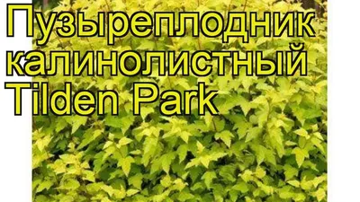 Пузыреплодник калинолистный Тильден Парк. Краткий обзор physocarpus  opulifolius Tilden Park - YouTube