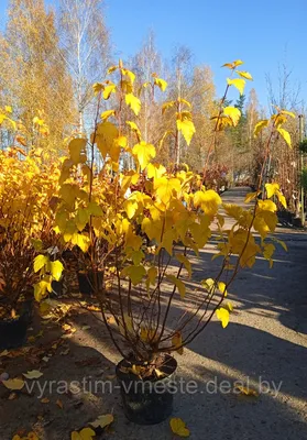 Пузыреплодник калинолистный Лютеус (Physocarpus opulifolius 'Luteus')