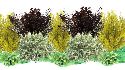 Как быстро создать живую изгородь из неприхотливых растений | КЛУМБА | Дзен