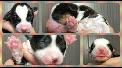 Высвобождение щенков из околоплодной оболочки и перерезание пуповины Итак,  первый щенок родился, он находится.. | ВКонтакте