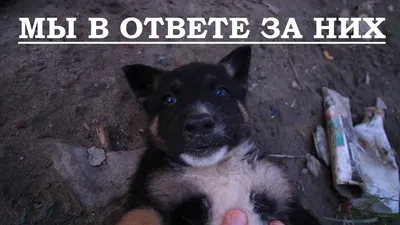 Как завели щенка Басенджи в 3 месяца | Basenji 3 months old - YouTube