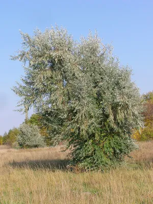 Русская олива – дерево и древесина – Elaeagnus angustifolia