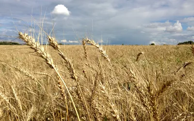 Пшеница в наличии Завод, природа, рожь Урожай на ферме Стержень с семенем  для хлеба хлопьев Стоковое Фото - изображение насчитывающей золото, цвет:  121890156