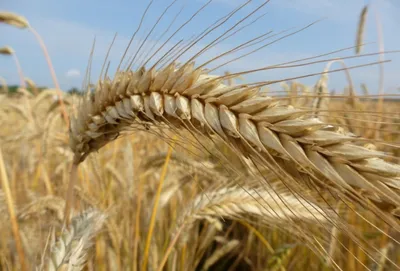 Пшеница и рожь фото