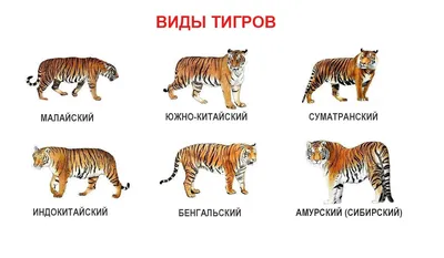 Кто такие тигры - описание животного, где живут (среда обитания в природе),  виды тигров