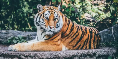 Суматран Тигр, Panthera Tigris Sumatrae Стоковое Изображение - изображение  насчитывающей угрожано, фауна: 160284725