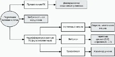 Программа обследования \"Здоровое пищеварение\" в «Первой семейной клинике  Петербурга»