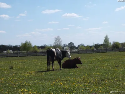 Козья ферма с отелем Farm \u0026 Village, Воронеж - «Как бы отдых на природе, но  почти-что в черте города. Гладим и кормим козочек, кроликов, коров, ослов,  яков и лошадей.» | отзывы