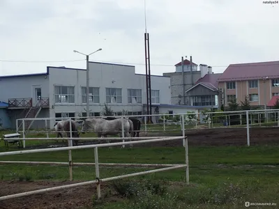 Воронежский ипподром, село Бабяково., Воронеж - «Любуемся на лошадок,  учимся ездить верхом, смотрим бега, делаем ставки в тотализаторе и многое  другое.» | отзывы