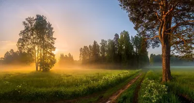 Фотообои \"Рассвет в лесу\"