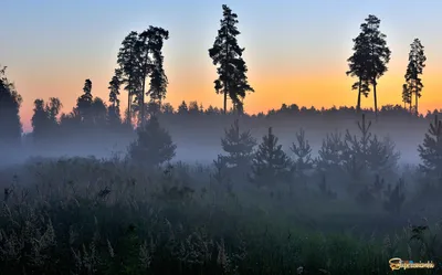 Рассвет в лесу фото