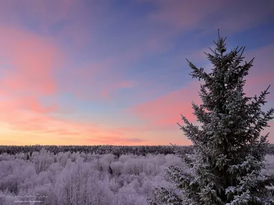 Фотообои Рассвет в лесу 5567 купить в Украине | Интернет-магазин Walldeco.ua