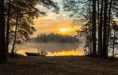 Рассвет в лесу летом - фото и картинки: 30 штук