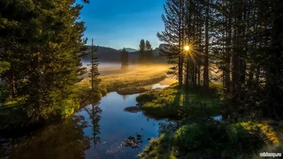 Фото Рассвет в лесу на фотохостинге Fotoload