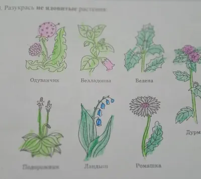 Ядовитые сорняки (опасные сорные растения) в Томске Северске Томской  области: методы (способы) борьбы (уничтожения)