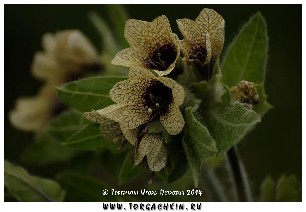 Белена какое семейство. Hyoscyamus Insanus. Черная белена Краснодарского края. Семечки белены воздействие.